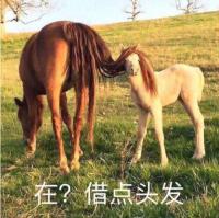 ����Ϊû���ں�Ũ�ܳ��������𣿷�ү�Ƶ����֥������Գ�������
